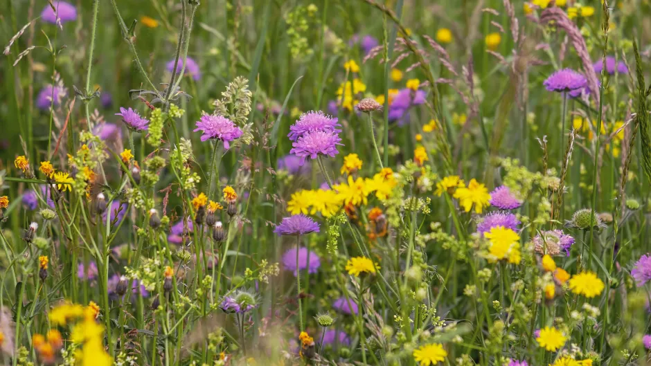 wild-flower-meadow-3386014